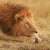 maasaimara