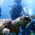 scuba